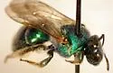 Augochloropsis metallica - photo 4