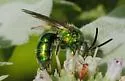 Augochloropsis metallica - photo 5
