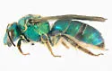 Augochloropsis sumptuosa
