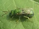 Augochloropsis sumptuosa - photo 3