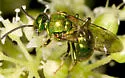 Augochloropsis viridula