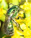 Augochloropsis viridula - photo 2