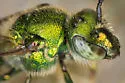 Augochloropsis viridula - photo 3