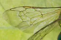 Augochloropsis viridula - photo 4
