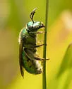 Augochloropsis viridula - photo 5