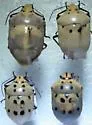 Augocoris gomesii