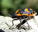 Augocoris illustris