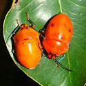 Augocoris illustris - photo 2