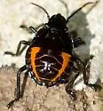 Augocoris illustris - photo 3