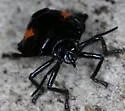 Augocoris illustris - photo 4