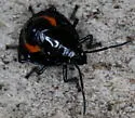 Augocoris illustris - photo 5