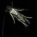 Augolychna septemstrigella - Hodges#0281 - photo 2