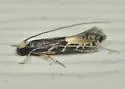 Augolychna septemstrigella - Hodges#0281 - photo 3