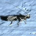 Augolychna septemstrigella - Hodges#0281 - photo 4