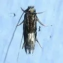 Augolychna septemstrigella - Hodges#0281 - photo 5