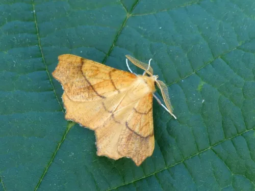 August Thorn - photo 2