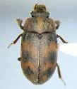 Augyles auromicans