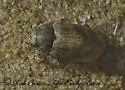 Augyles auromicans - photo 2