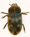 Augyles auromicans - photo 3