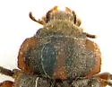 Augyles auromicans - photo 4