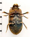 Augyles auromicans - photo 5