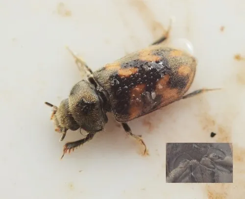 Augyles hispidulus