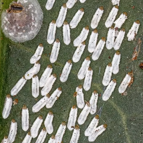 White Mango Scale