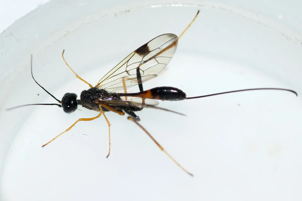 Aulacid Wasps - Aulacidae