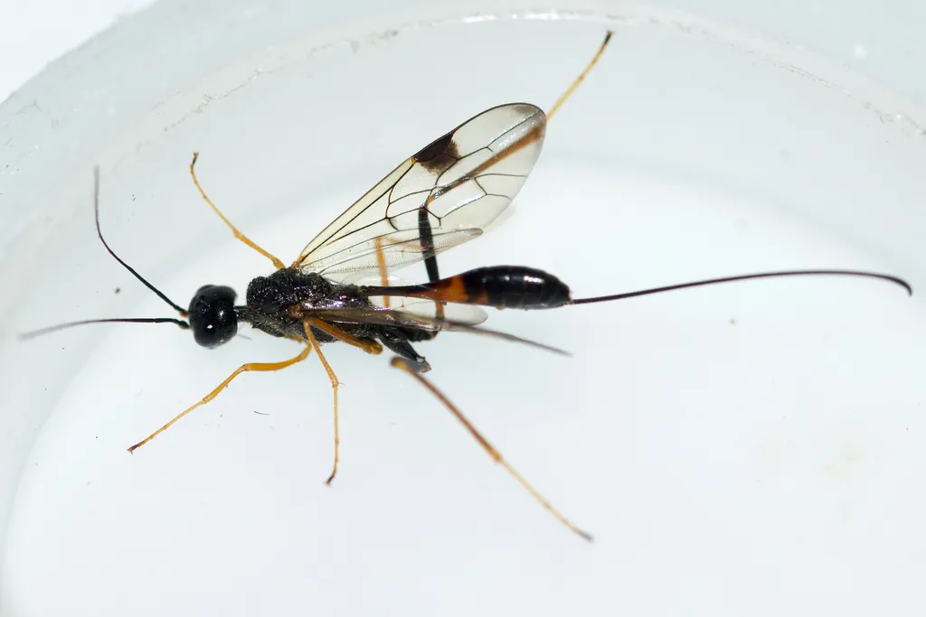 Aulacid Wasps - photo 3