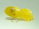 Russian Knapweed Gall Wasp