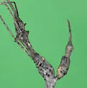 Russian Knapweed Gall Wasp - photo 3