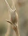 Russian Knapweed Gall Wasp - photo 4