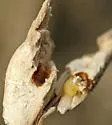 Russian Knapweed Gall Wasp - photo 5