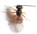 Aulacidea harringtoni - photo 2