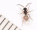 Aulacidea harringtoni - photo 5