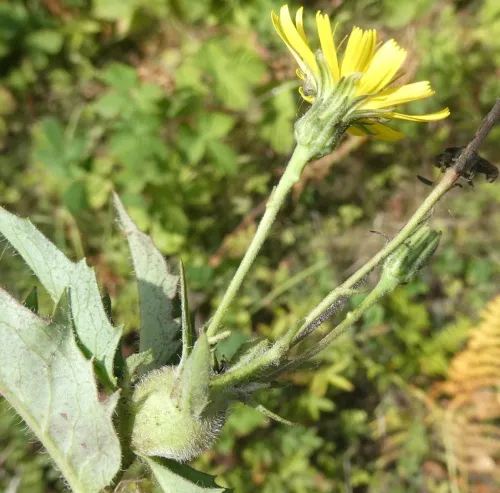 Aulacidea hieracii