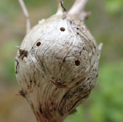 Aulacidea hieracii - photo 2