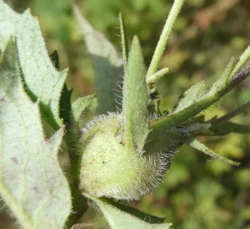 Aulacidea hieracii - photo 3