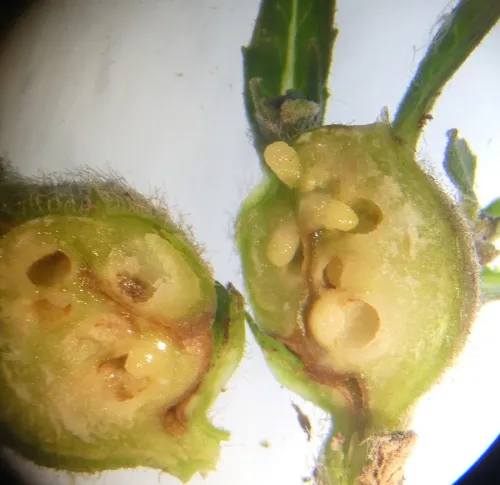 Aulacidea hieracii - photo 4