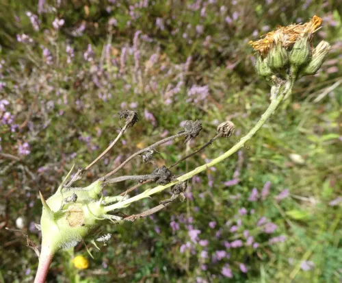 Aulacidea hieracii - photo 5
