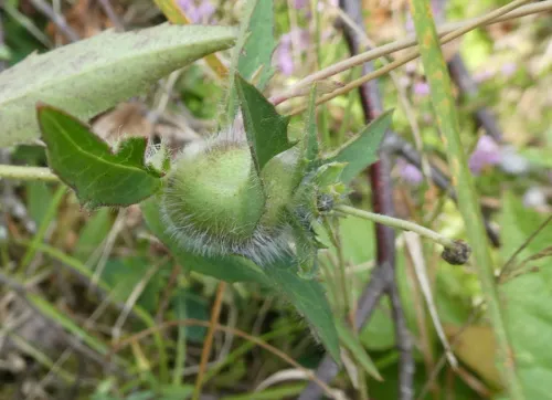 Aulacidea hieracii - photo 7