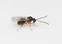 Aulacidea podagrae