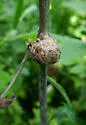 Aulacidea podagrae - photo 2