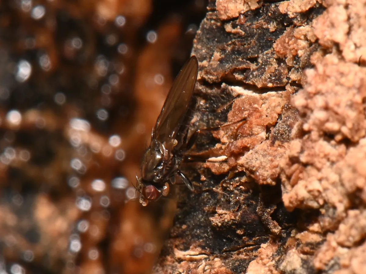 Aulacigaster leucopeza - photo 3