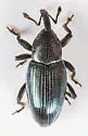 Aulacobaris lepidii