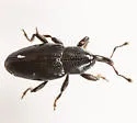 Aulacobaris lepidii - photo 4