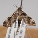Aulacodes cf. aechmialis - Hodges#4766.1