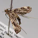 Aulacodes cf. aechmialis - Hodges#4766.1 - photo 2