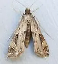 Aulacodes cf. aechmialis - Hodges#4766.1 - photo 4