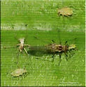 Foxglove Aphid